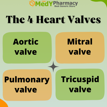 The Four Heart Valves