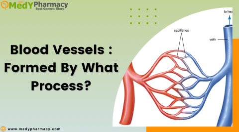 Blood vessels : Formed by what process?