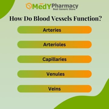 How Do Blood Vessels Function