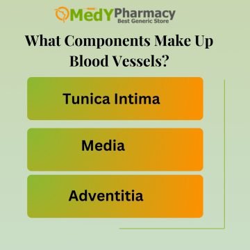 What Components Make Up Blood Vessels